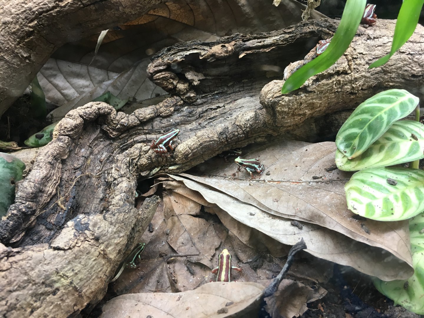 Phantasmal poison dart frogs 060917