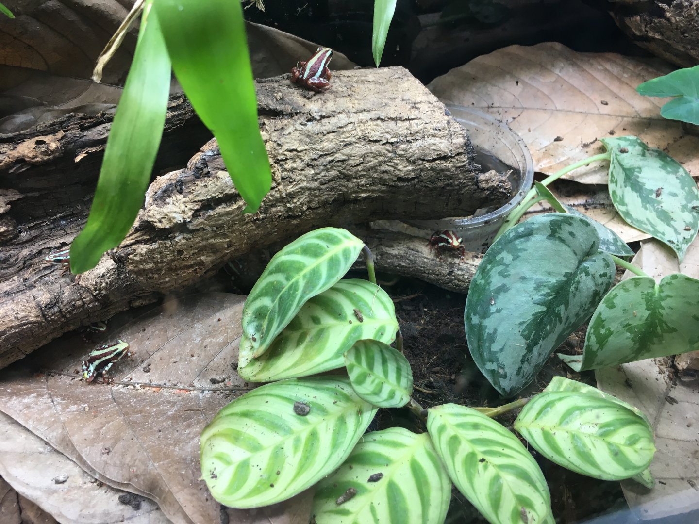 Phantasmal poison dart frogs 060917