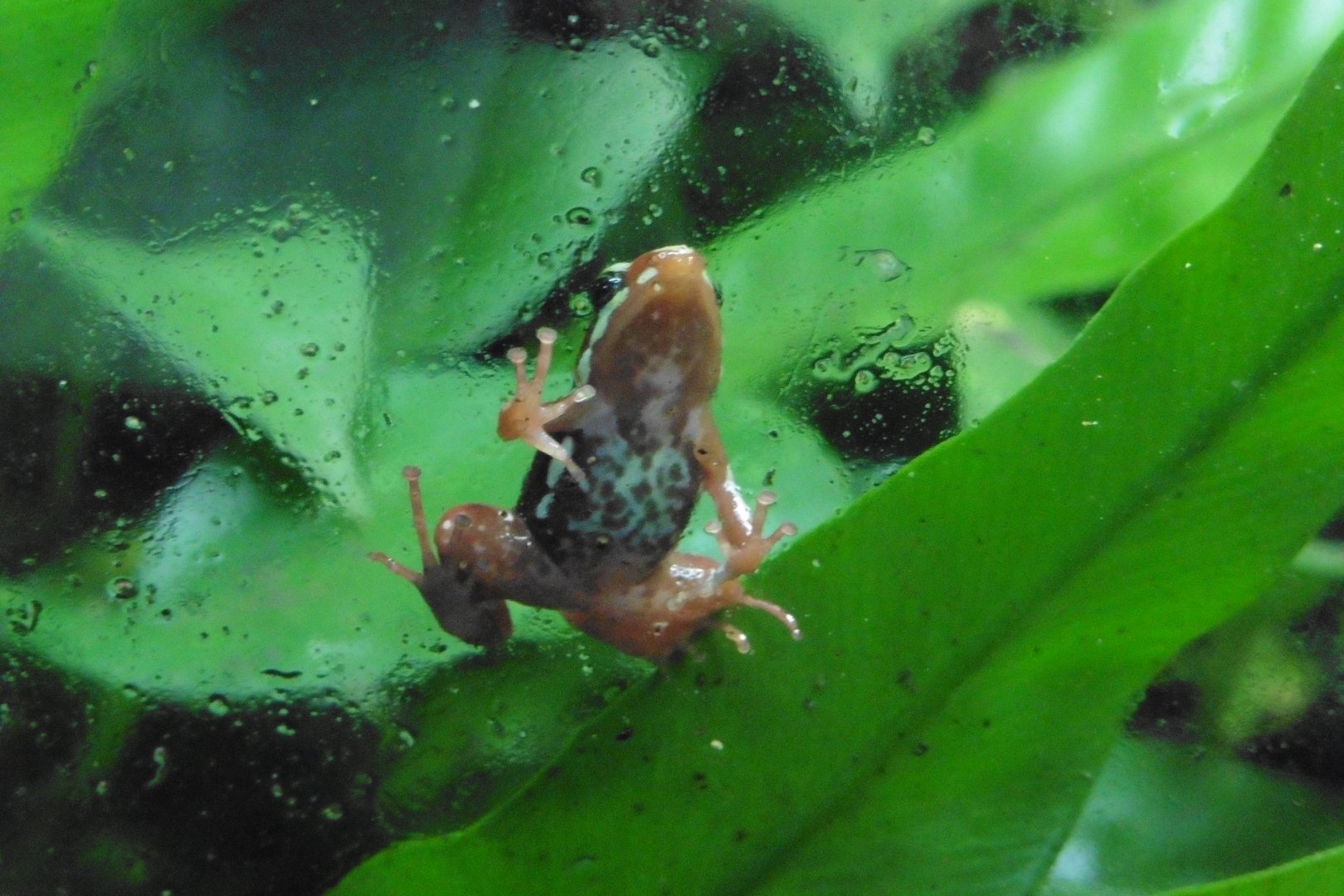 Phantasmal Poison Fart Frog