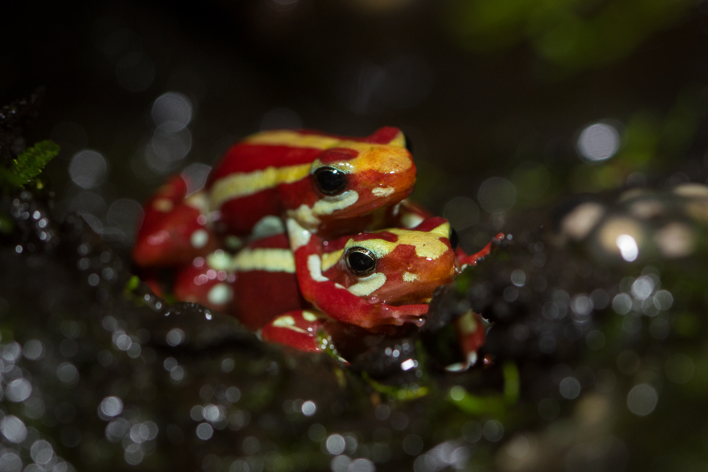 Phantasmal poison frog - Epipedobates tricolor