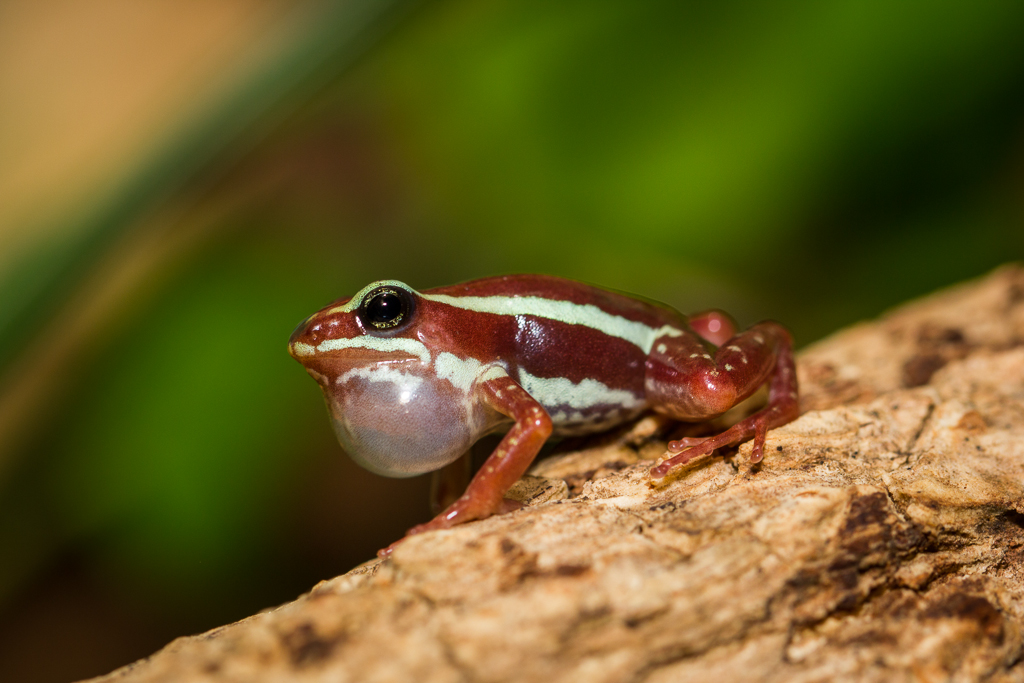 Phantasmal poison frog - Epipedobates tricolor