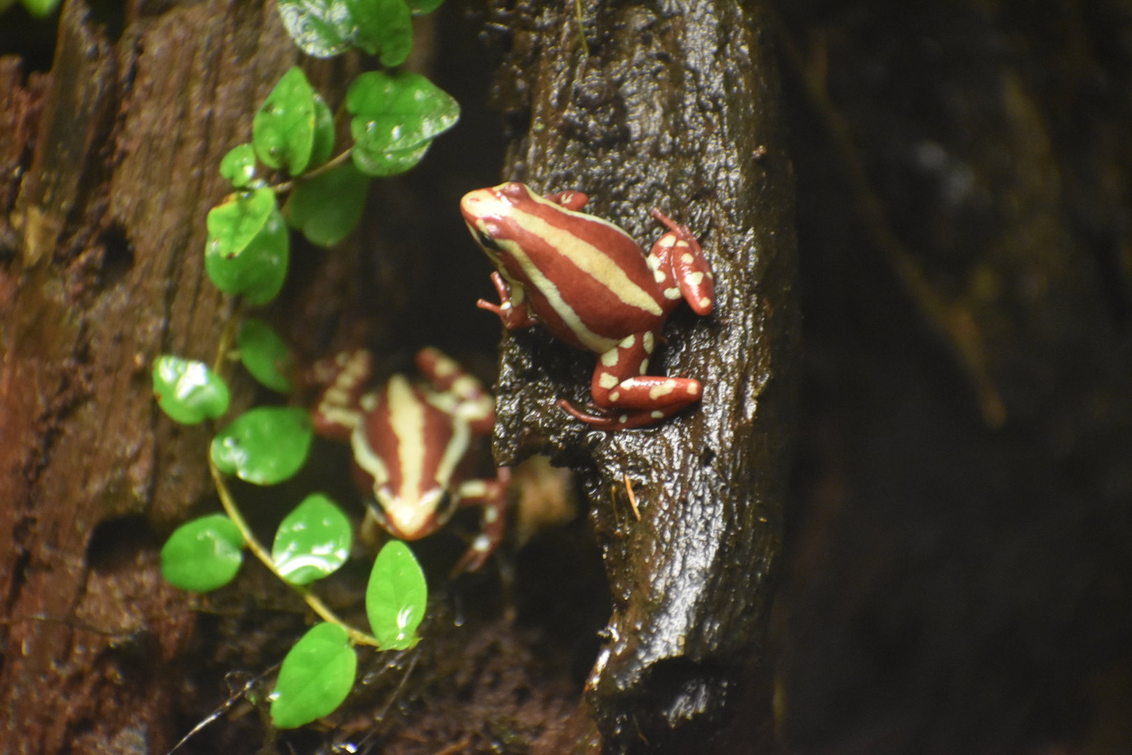 Phantasmal Poison Frog - Epipedobates tricolor