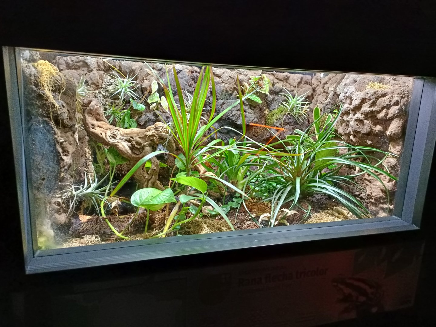 Phantasmal poison frog exhibit - Bioparc Acuario de Gijón