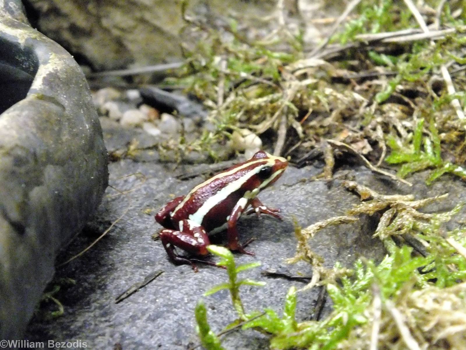 Phantasmal Poison Frog in Cold-blooded Animals Pavilion