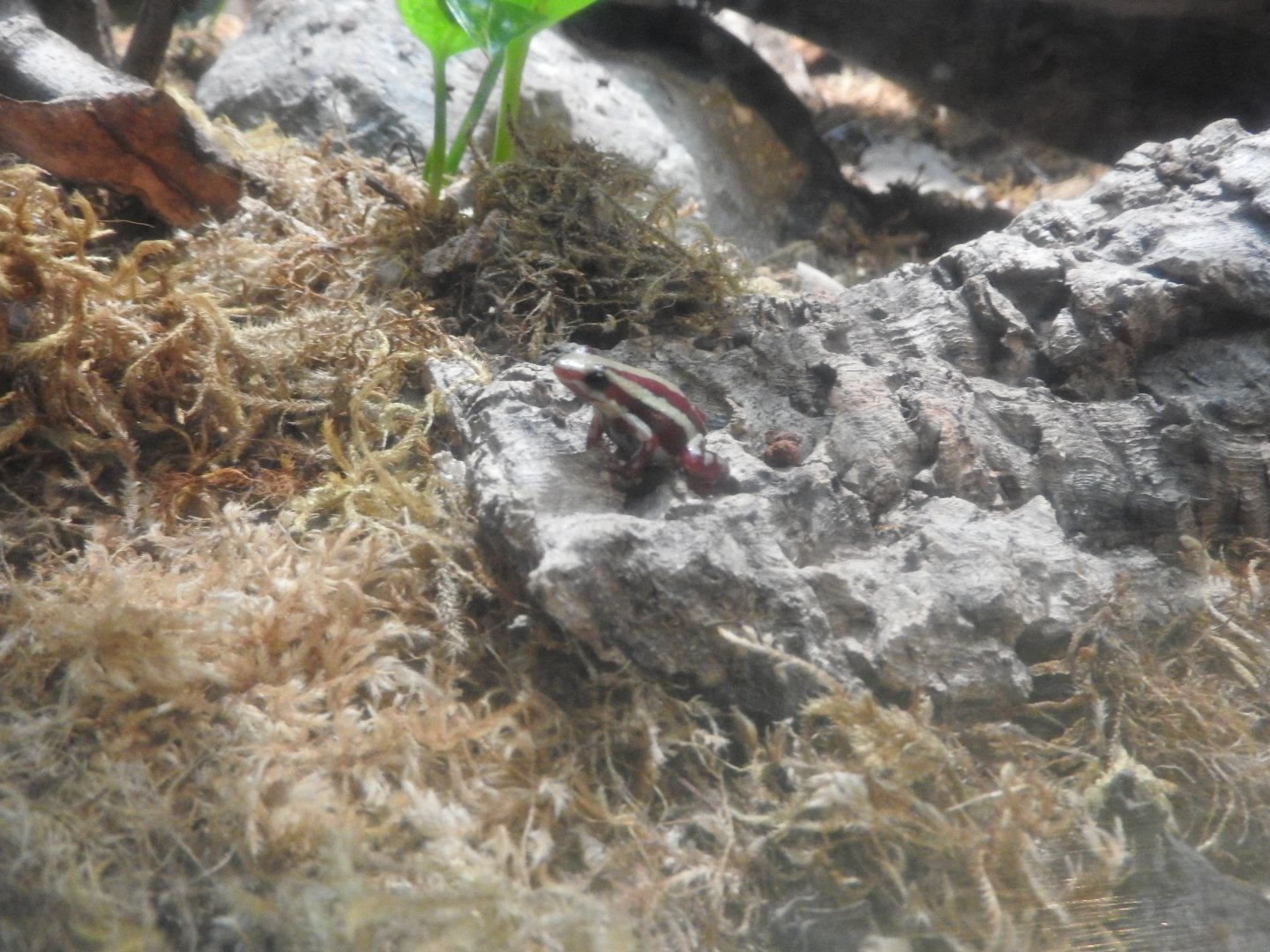 Phantasmal Poison Frog