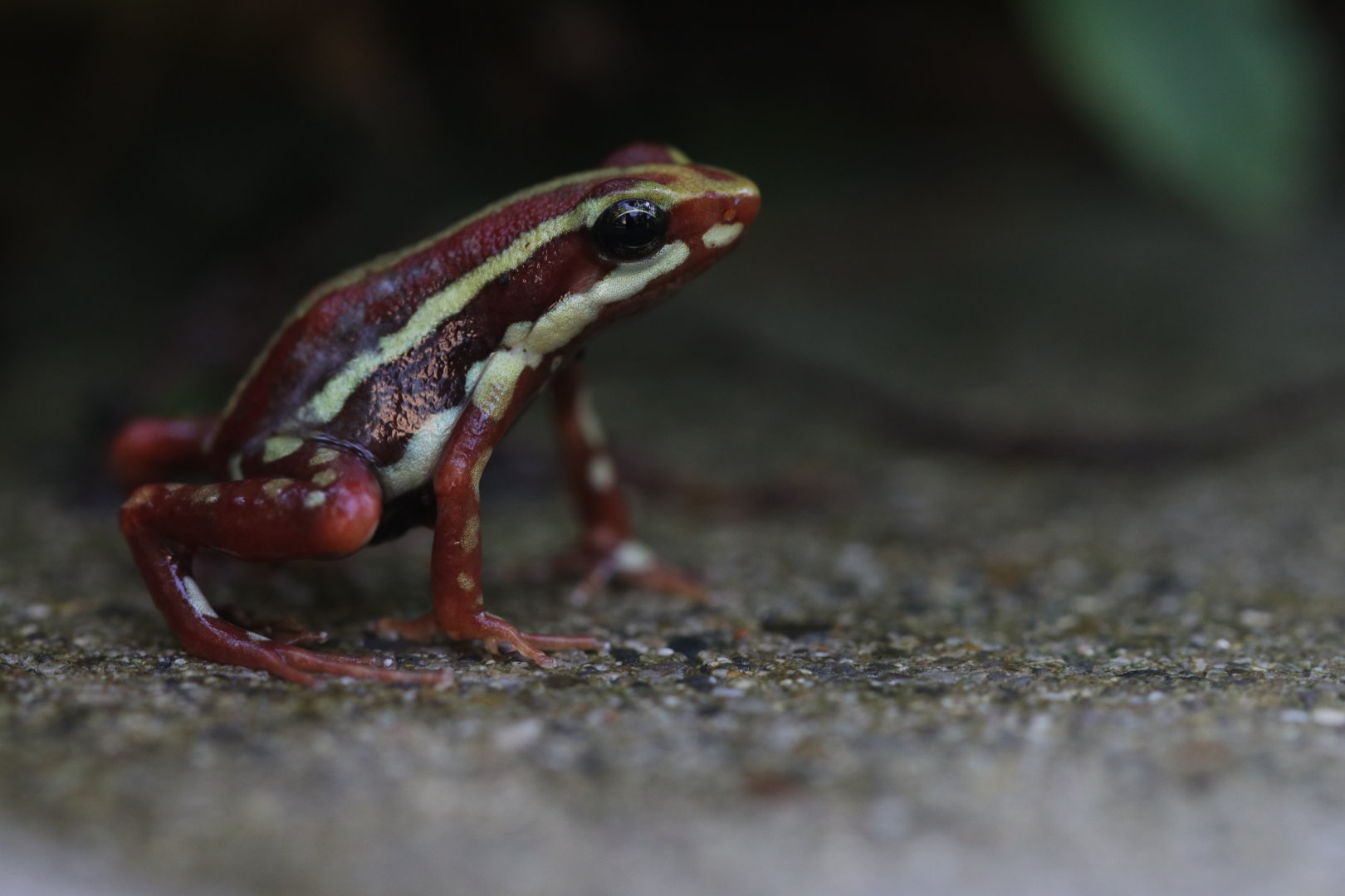 Phantasmal poison frog