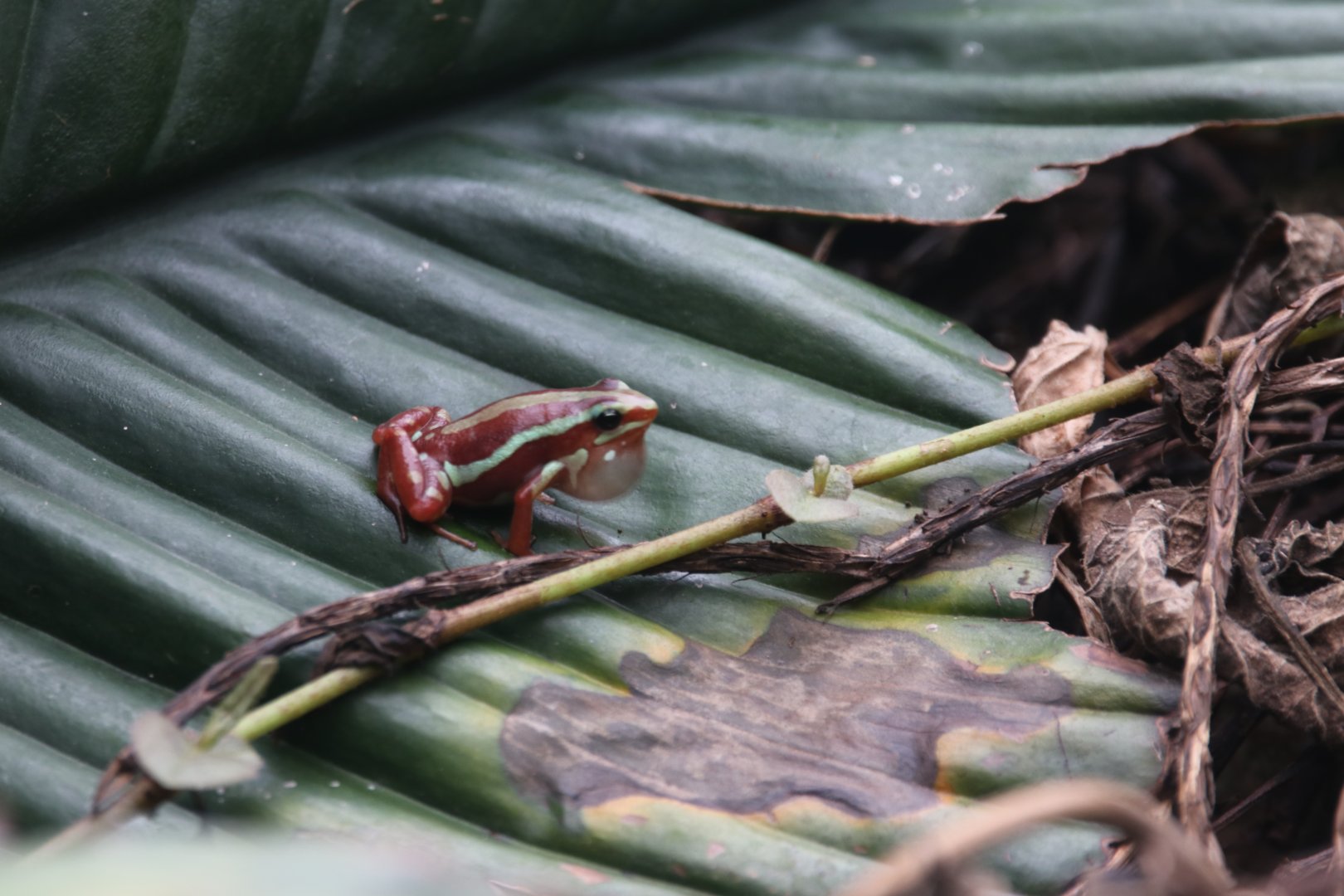 Phantasmal poison frog