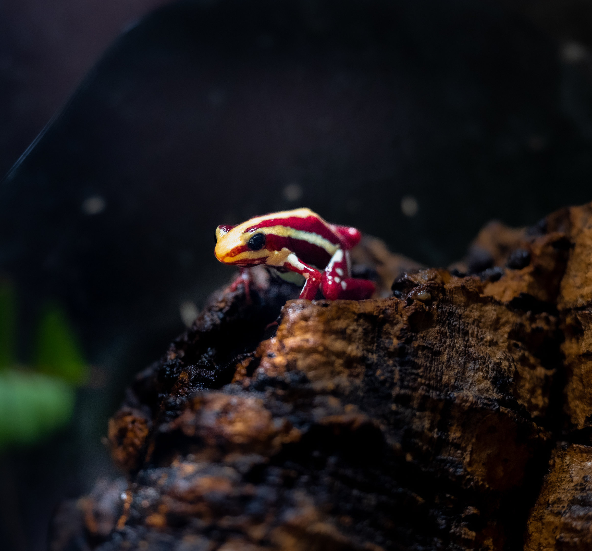 Phantasmal Poison Frog