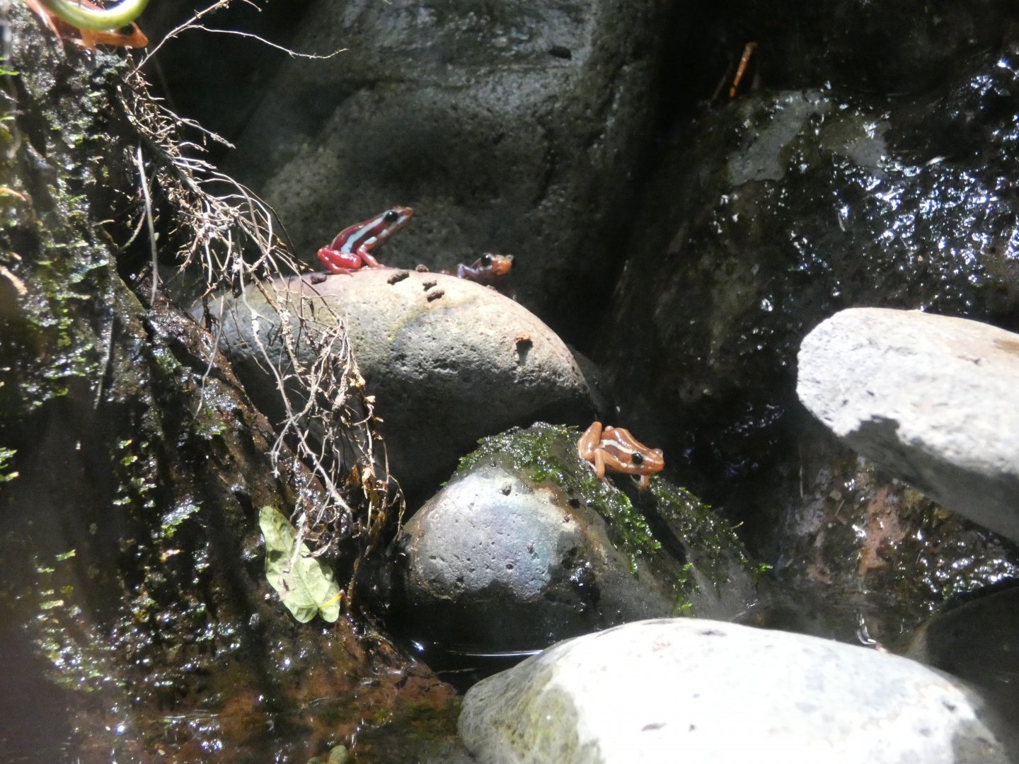 Phantasmal poison frog