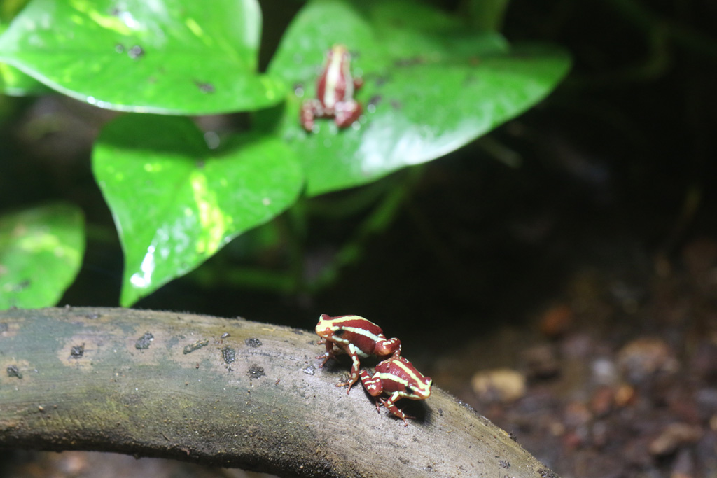 Phantasmal Poison Frogs at Blue Planet Aquarium 22/02/2017