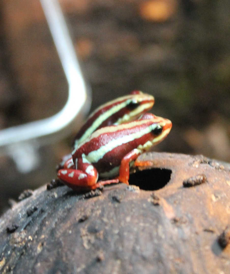 Phantasmal poison frogs