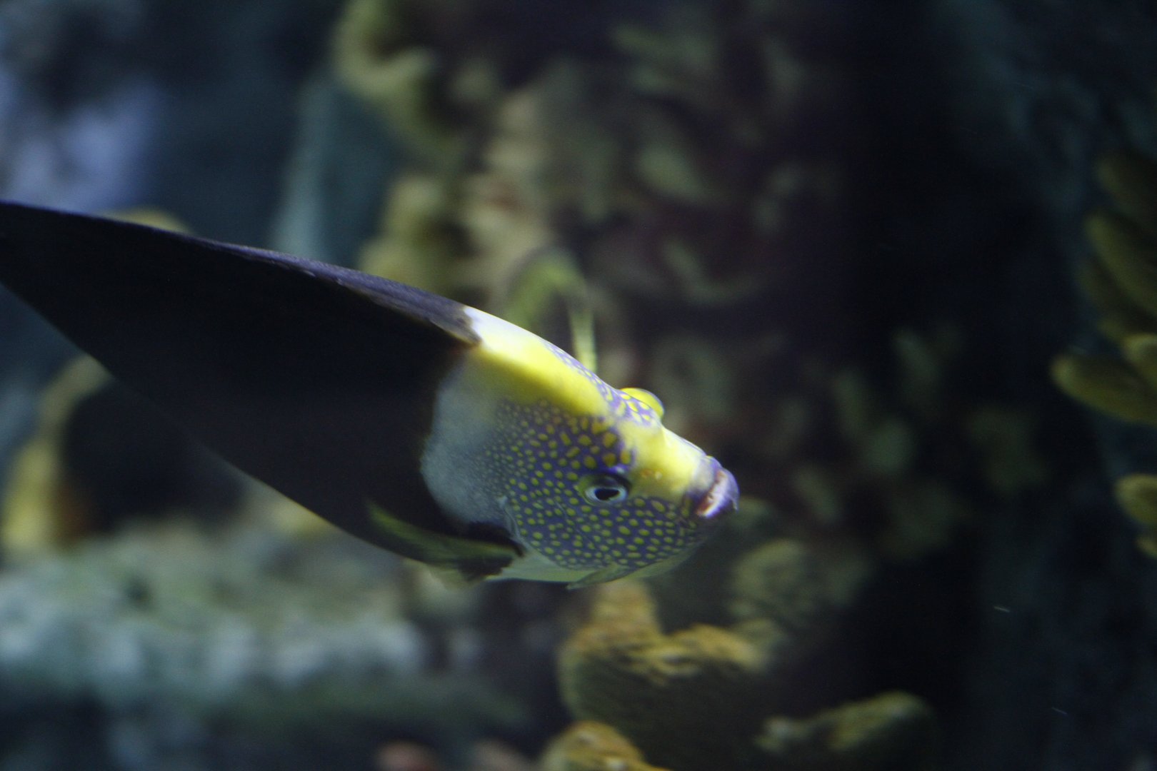 Phantom angelfish (Chaetodontoplus sp. [meredithi?])