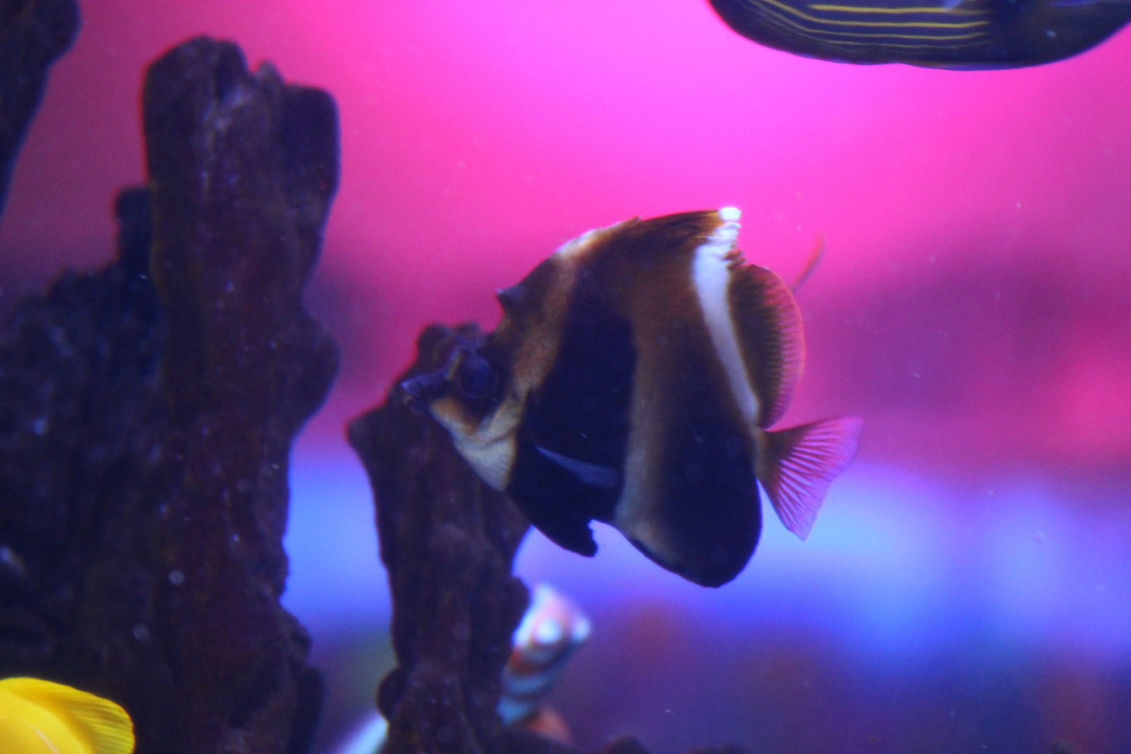 Phantom Bannerfish