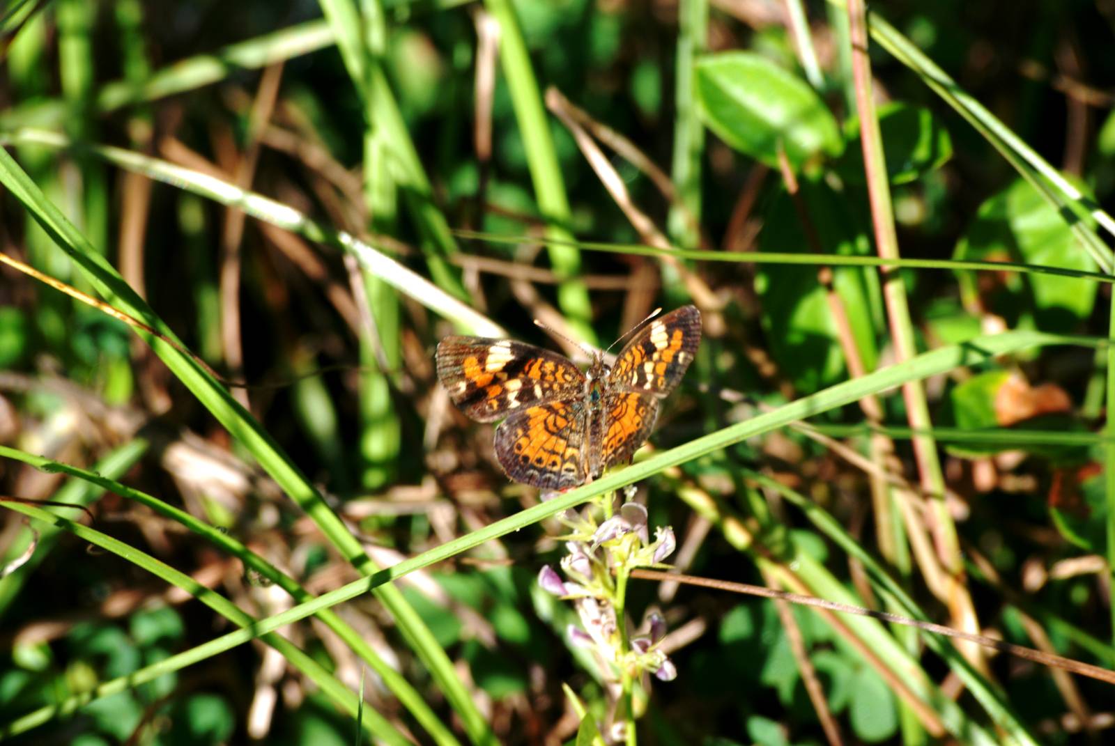 Phaon Crescent, Western Everglades/Big Cypress, October 2013