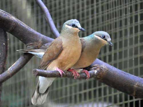 Phapitreron nigrorum / Buff-eared brown-dove at Negros Forests and Ecological Foundation.