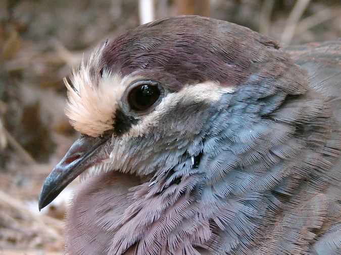 Phaps chalcoptera / Bronzewing pigeon (male)