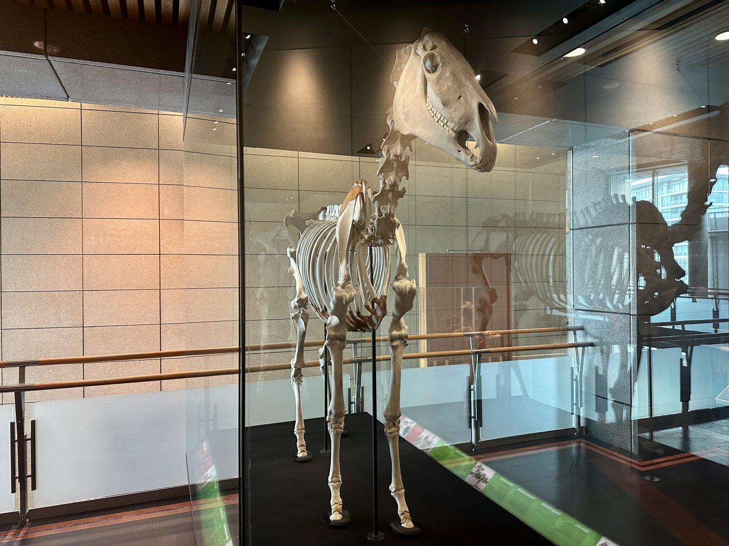 Phar Lap (Australian/New Zealand Racehorse)