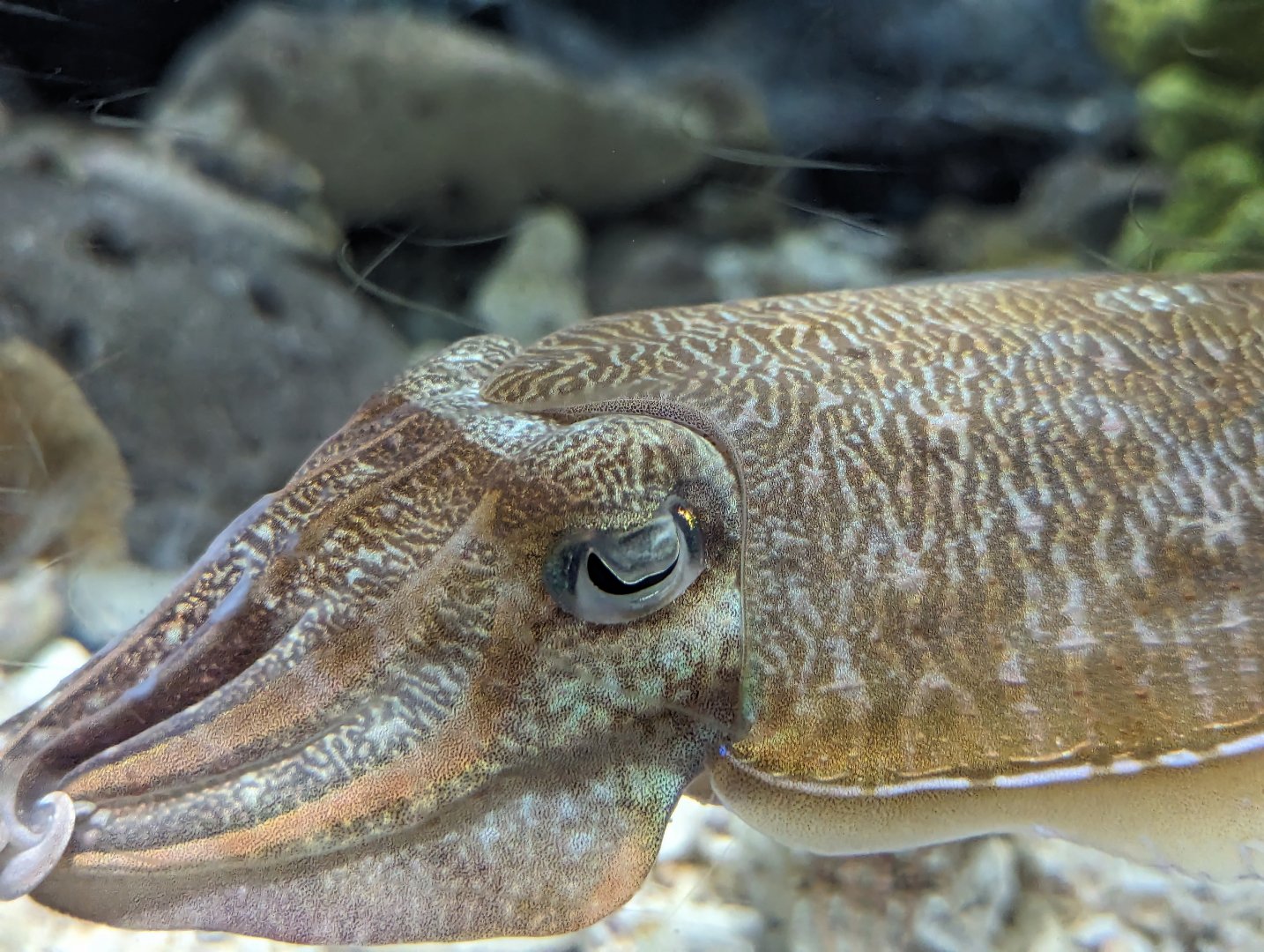 Pharaoh Cuttlefish Sepia pharaonis - Rayong Aquarium