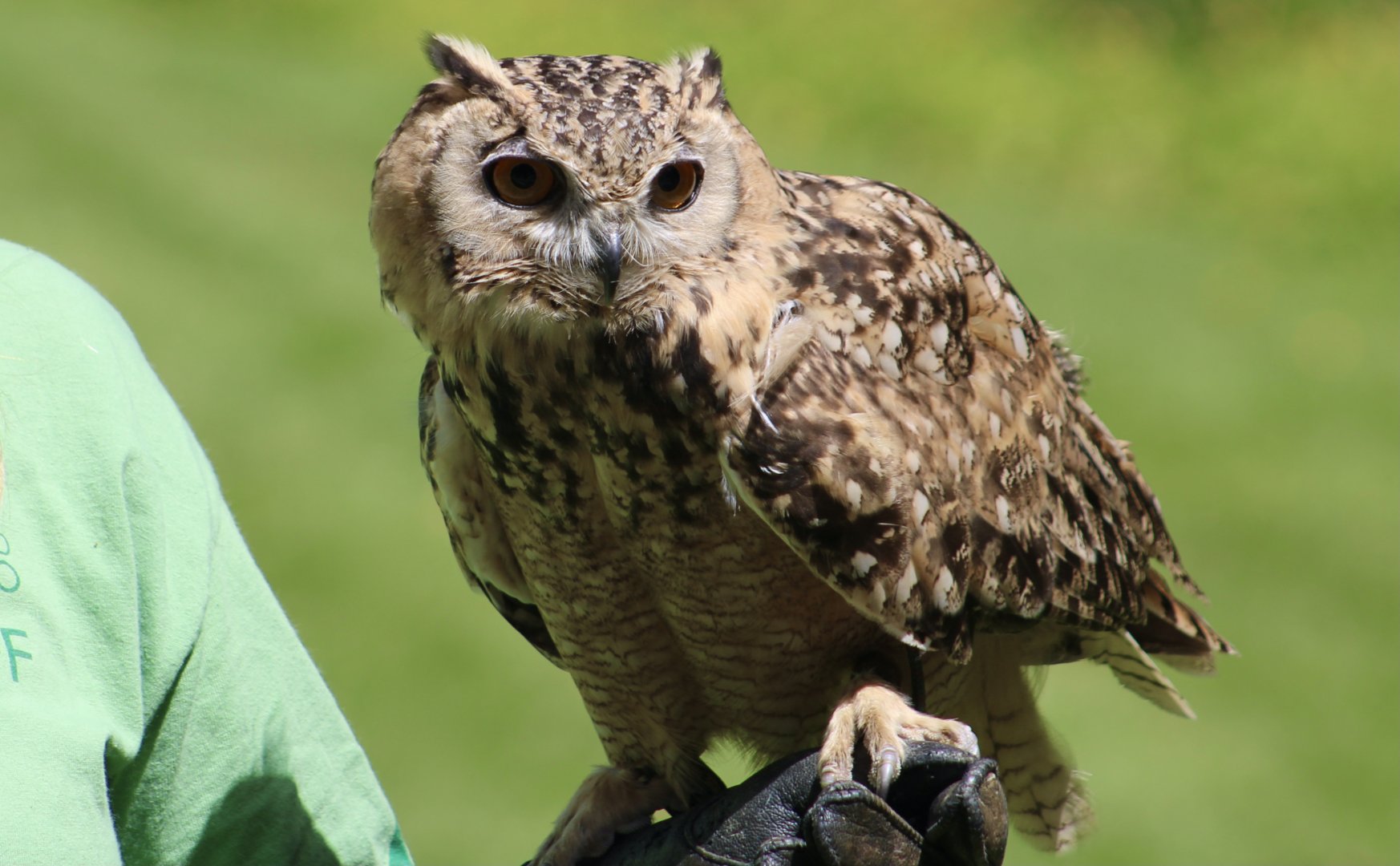 Pharaoh Eagle-Owl (Bubo ascalaphus) - "Buddy"