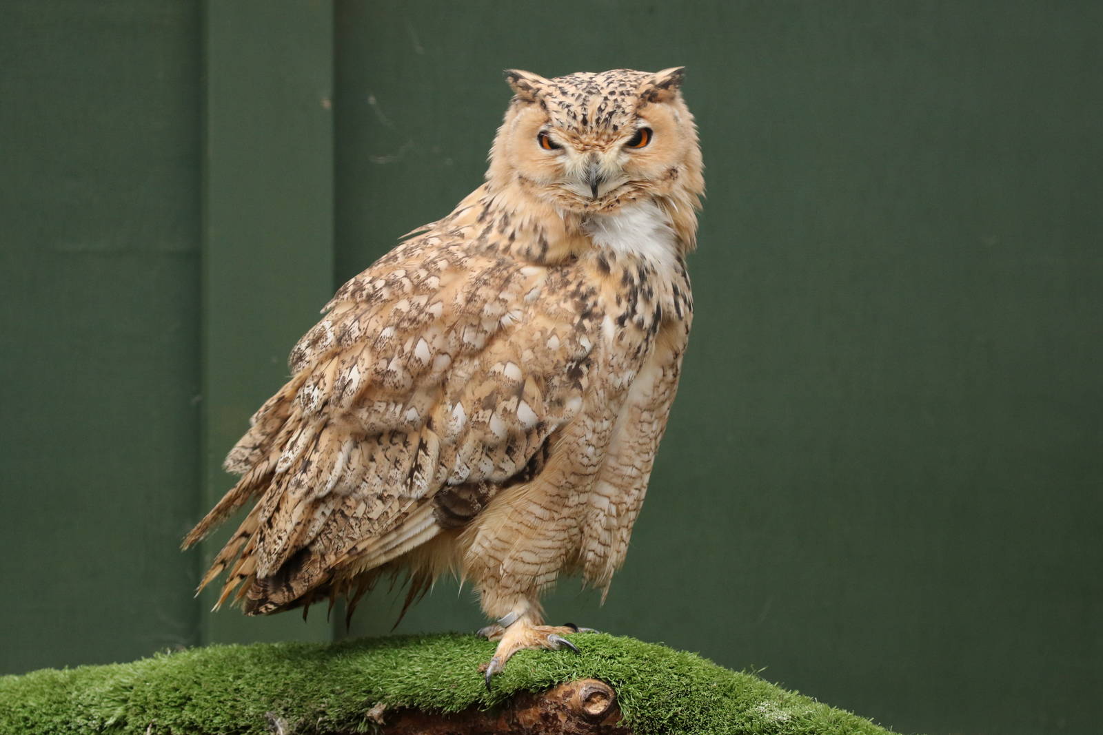 Pharaoh Eagle Owl (Bubo ascalaphus)