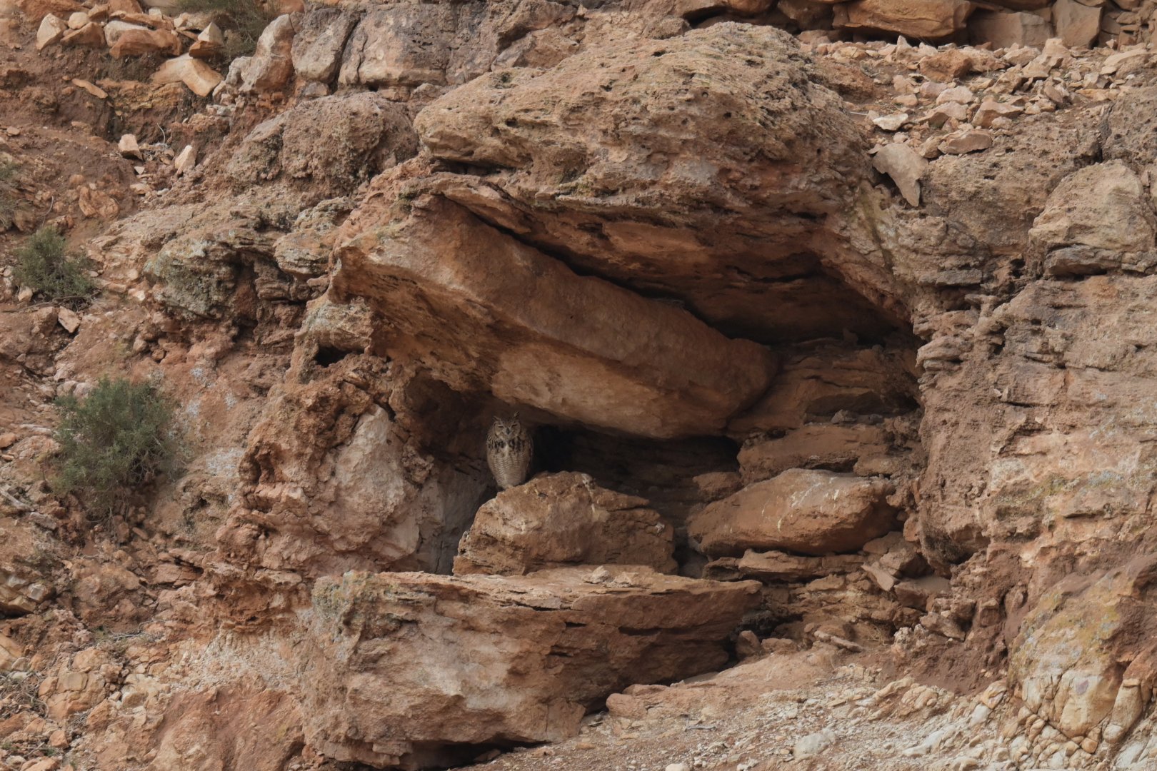 Pharaoh Eagle-Owl Bubo ascalaphus