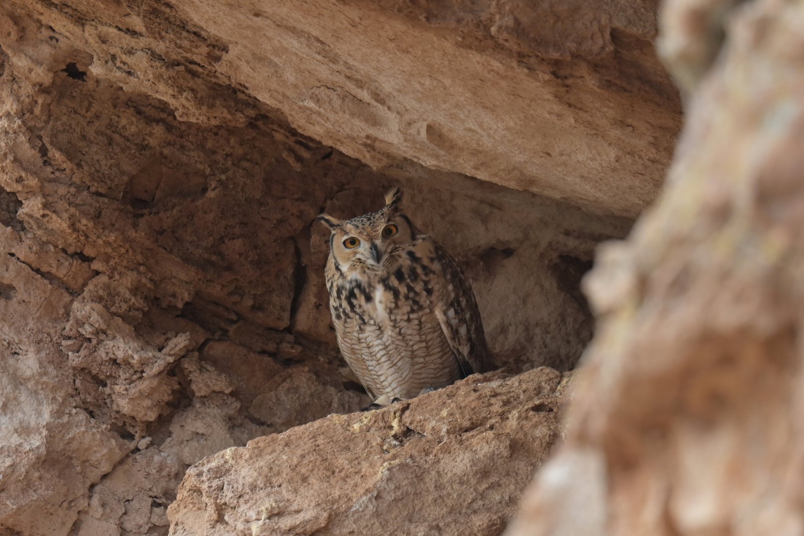 Pharaoh Eagle-Owl Bubo ascalaphus