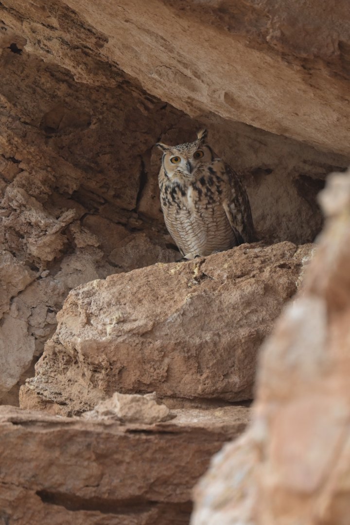 Pharaoh Eagle-Owl Bubo ascalaphus