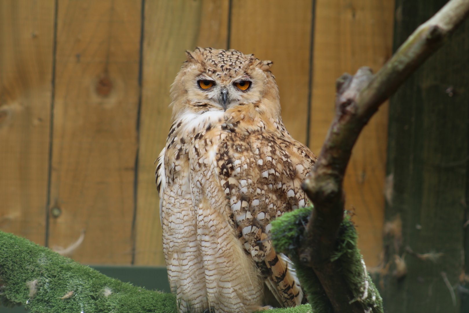 Pharaoh Eagle-Owl