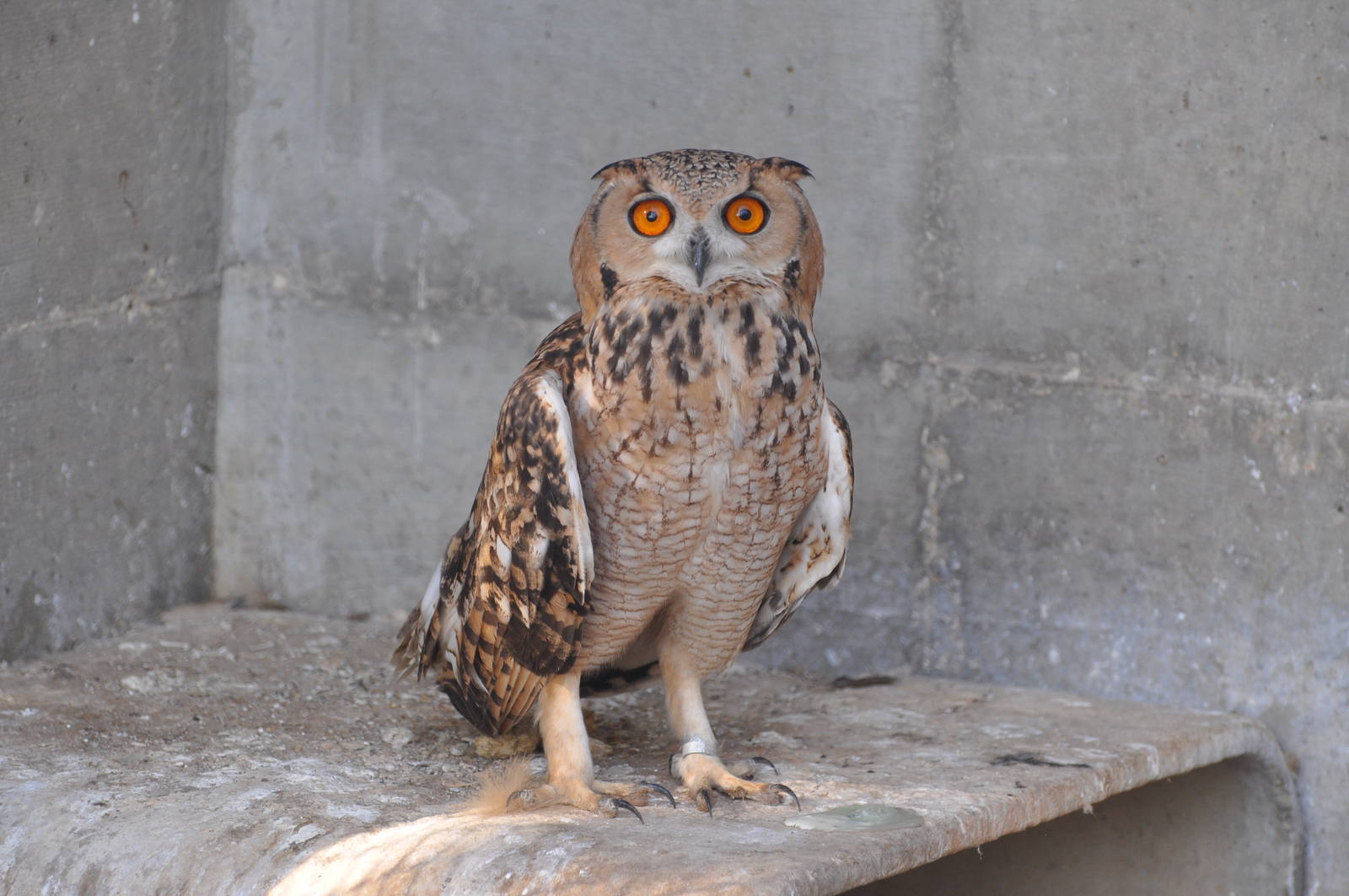 Pharaoh`s eagle owl/ Bubo ascalaphus