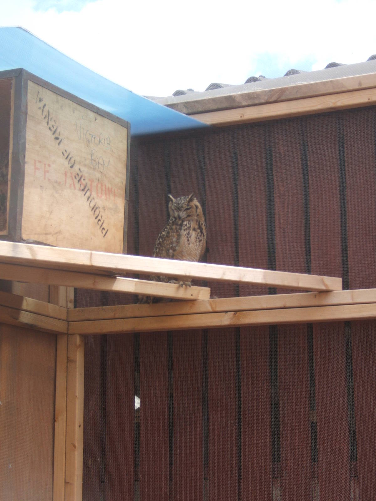 Pharohs Eagle Owl (Bubo ascalaphus)
