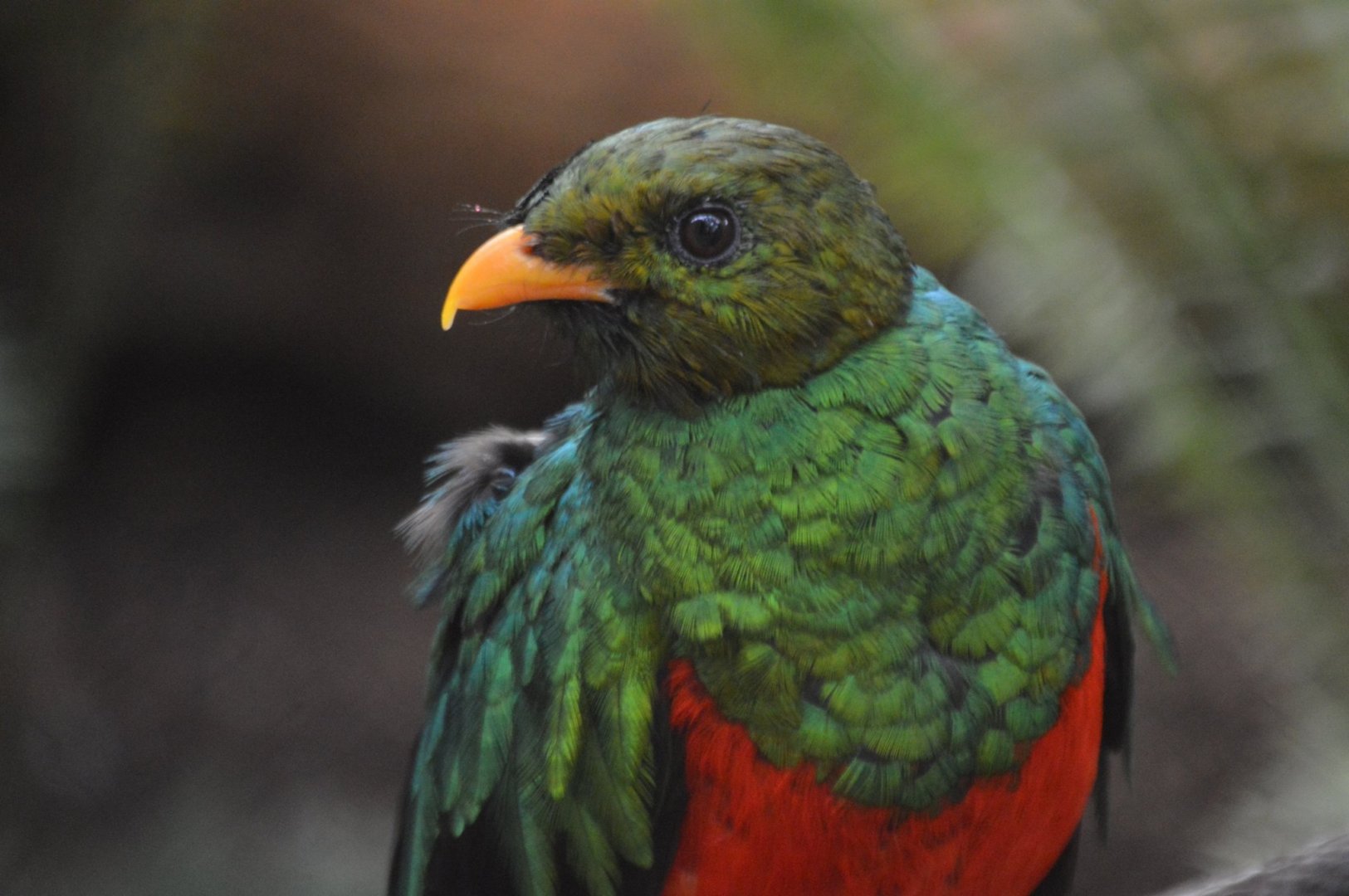 Pharomachrus auriceps