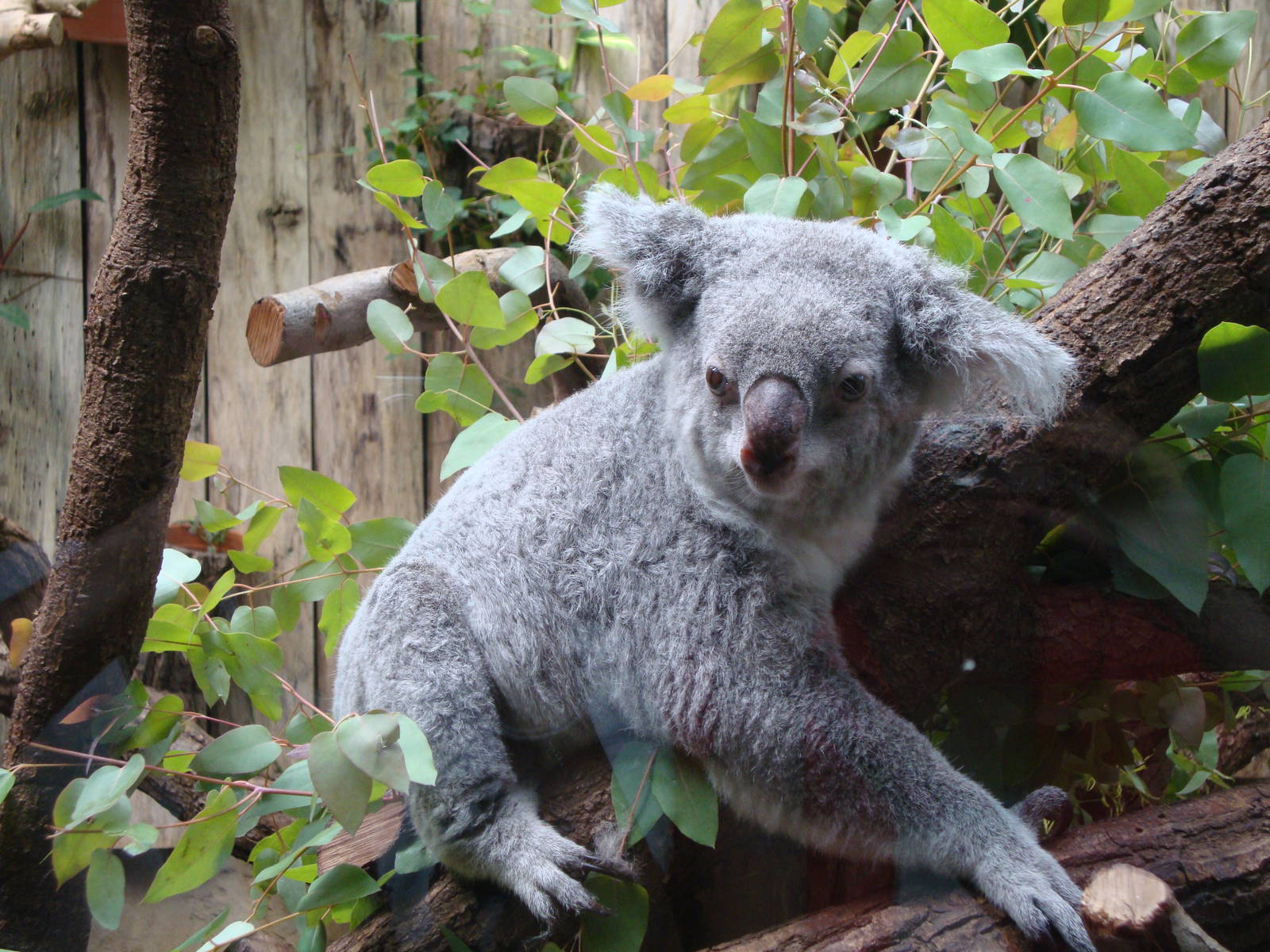 Phascolarctos cinereus adustus