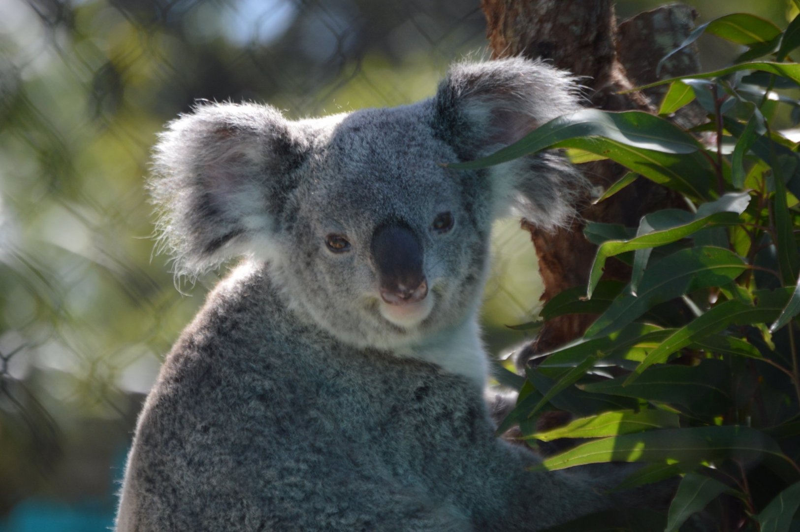 Phascolarctos cinereus adustus