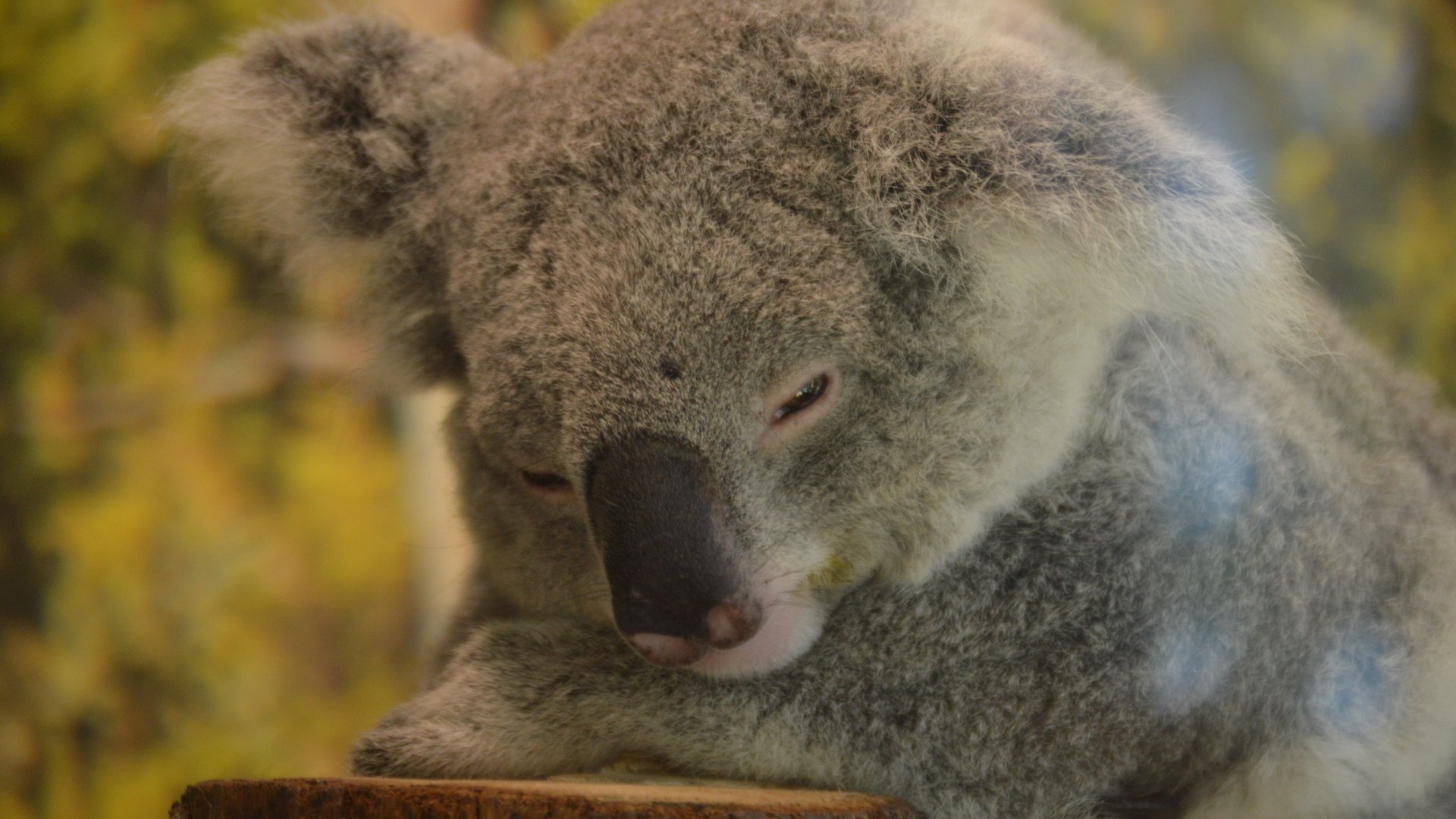 Phascolarctos cinereus adustus