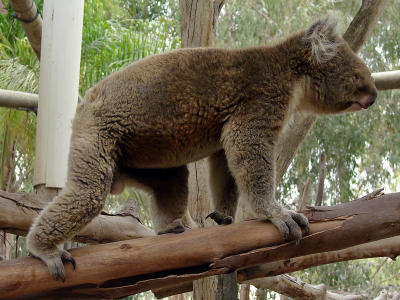 Phascolarctos cinereus victor / Victoria koala (male)