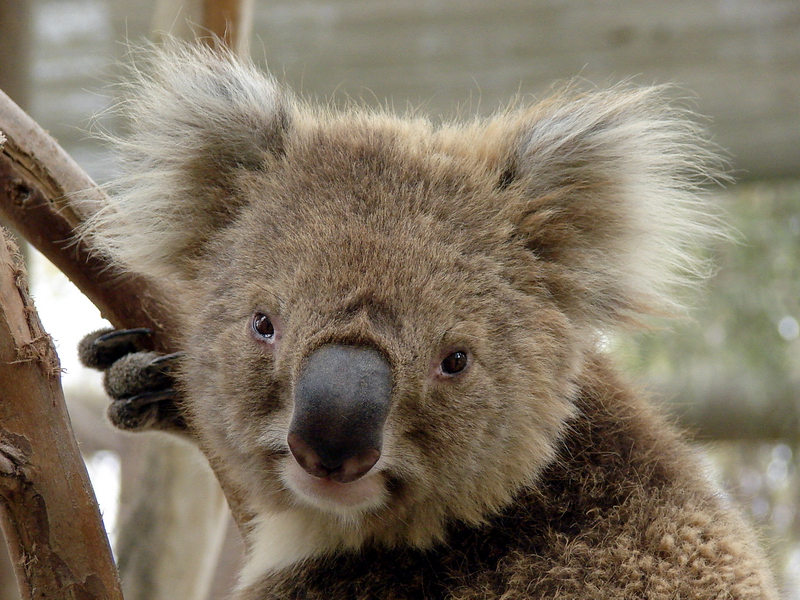 Phascolarctos cinereus victor / Victoria koala (male)