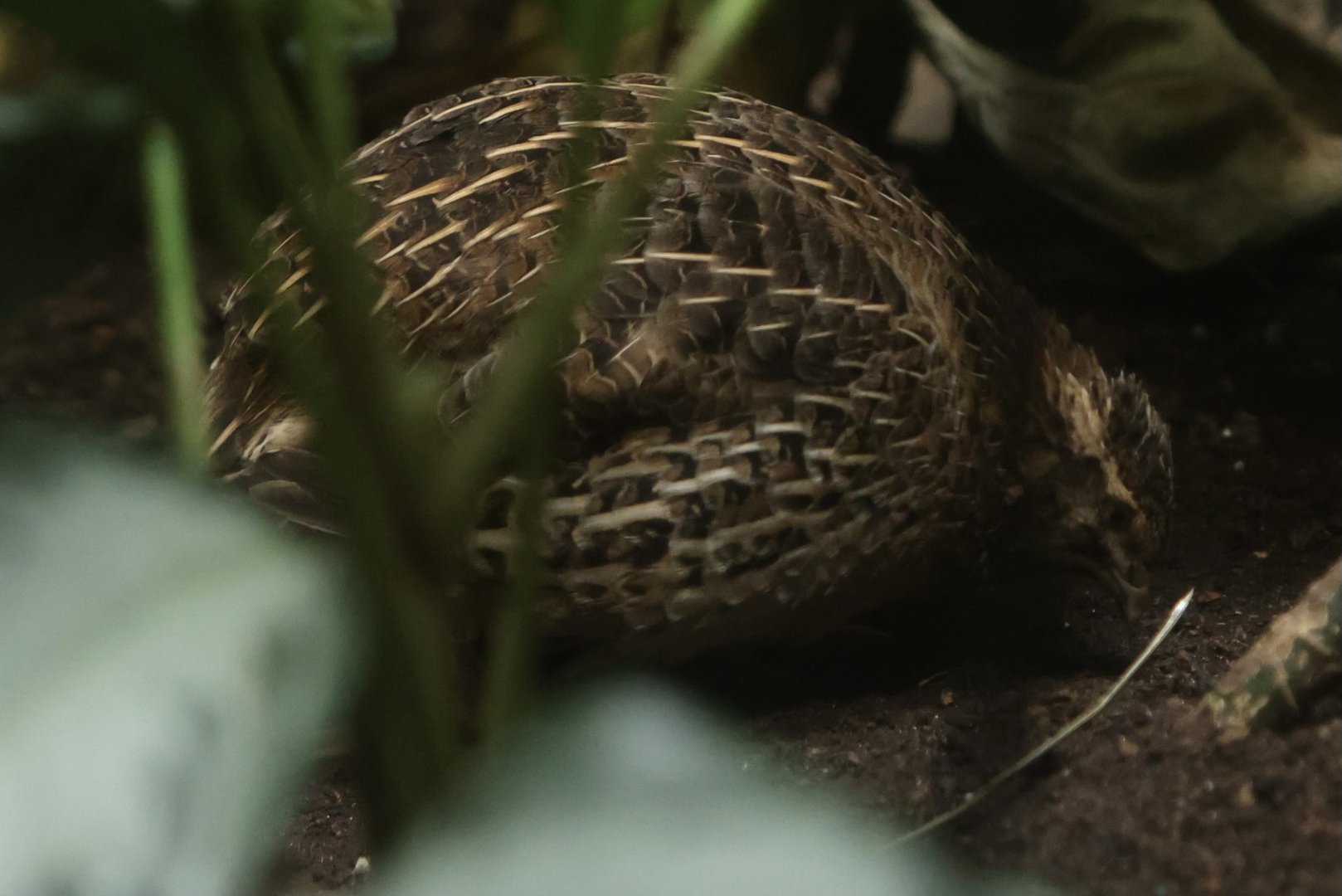 Phasianidae Species ID?