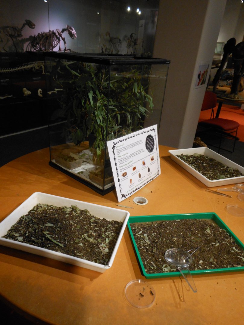 Phasmid exhibit