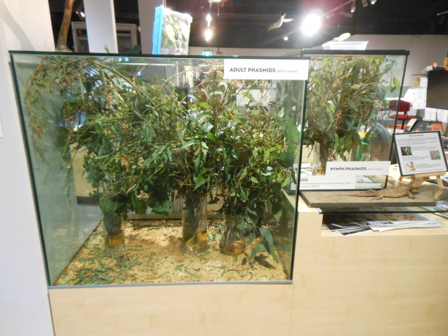 Phasmid exhibits