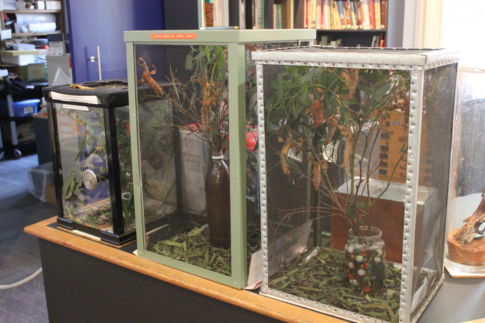Phasmid exhibits