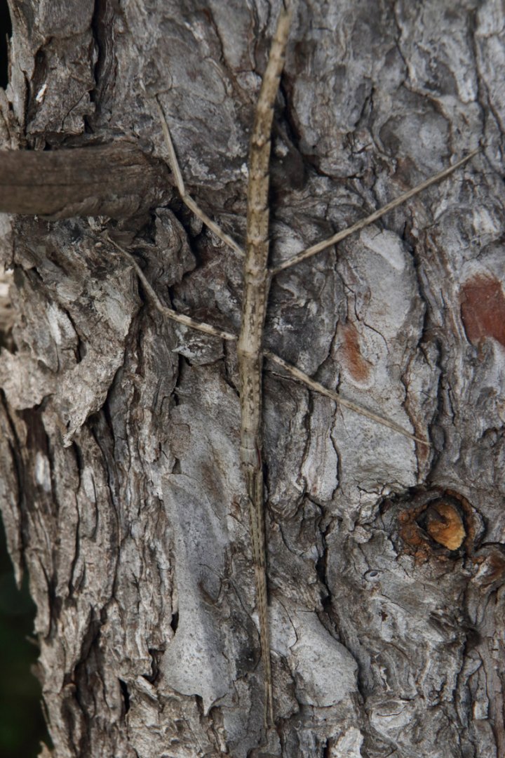Phasmid ID - Near Barcelona