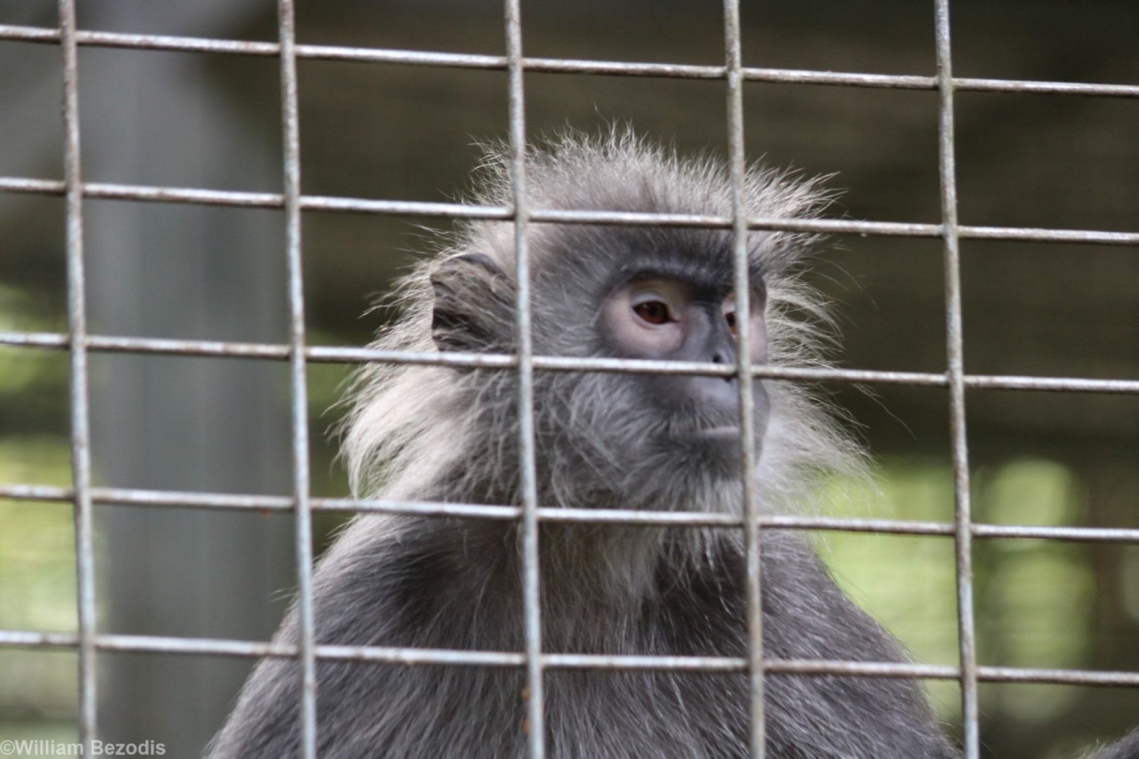 Phayre's? - Bang Pra Wildlife Breeding Centre