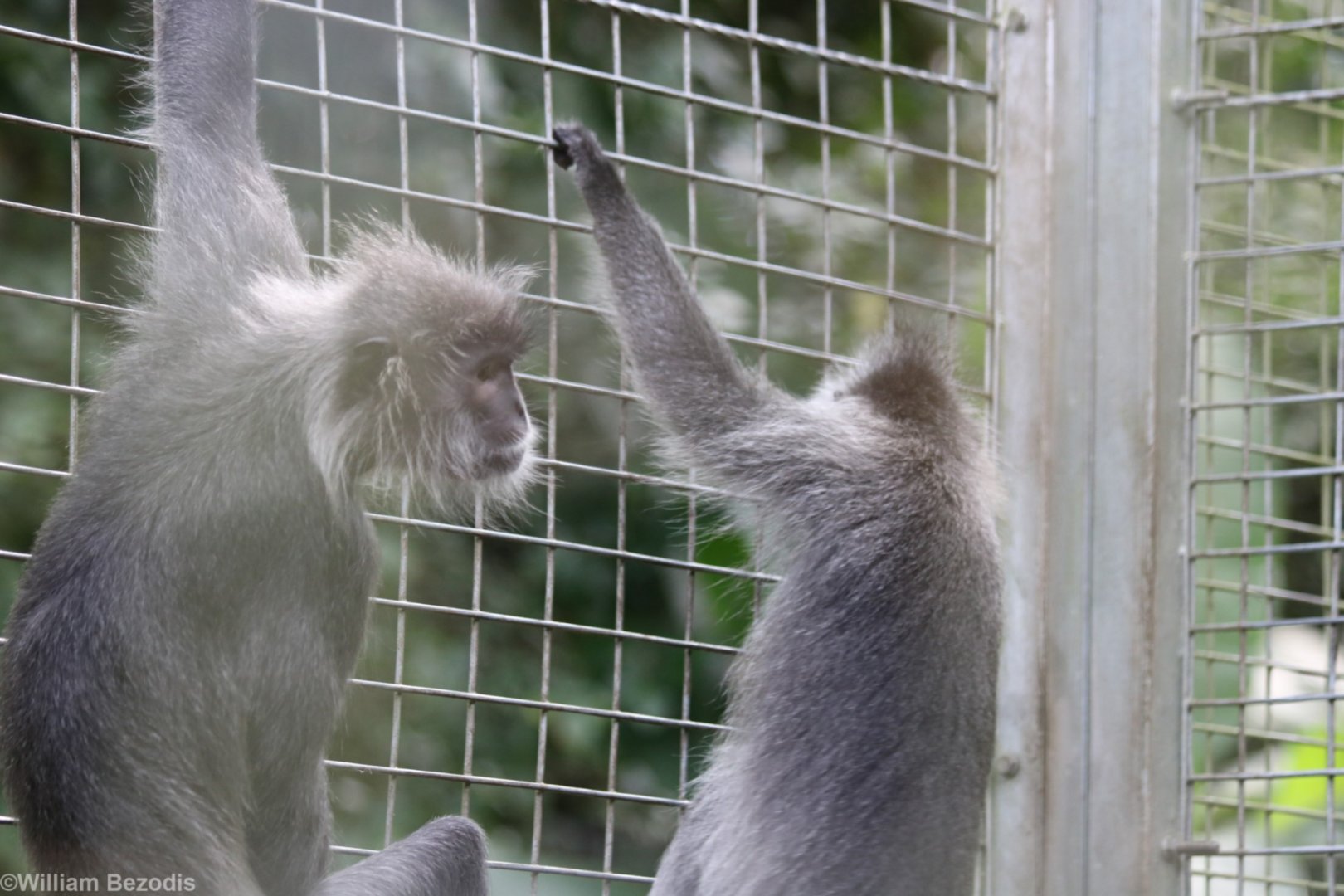 Phayre's? - Bang Pra Wildlife Breeding Centre