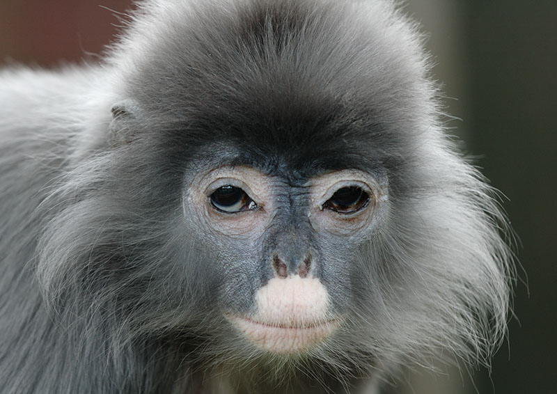 Phayres langur 2006