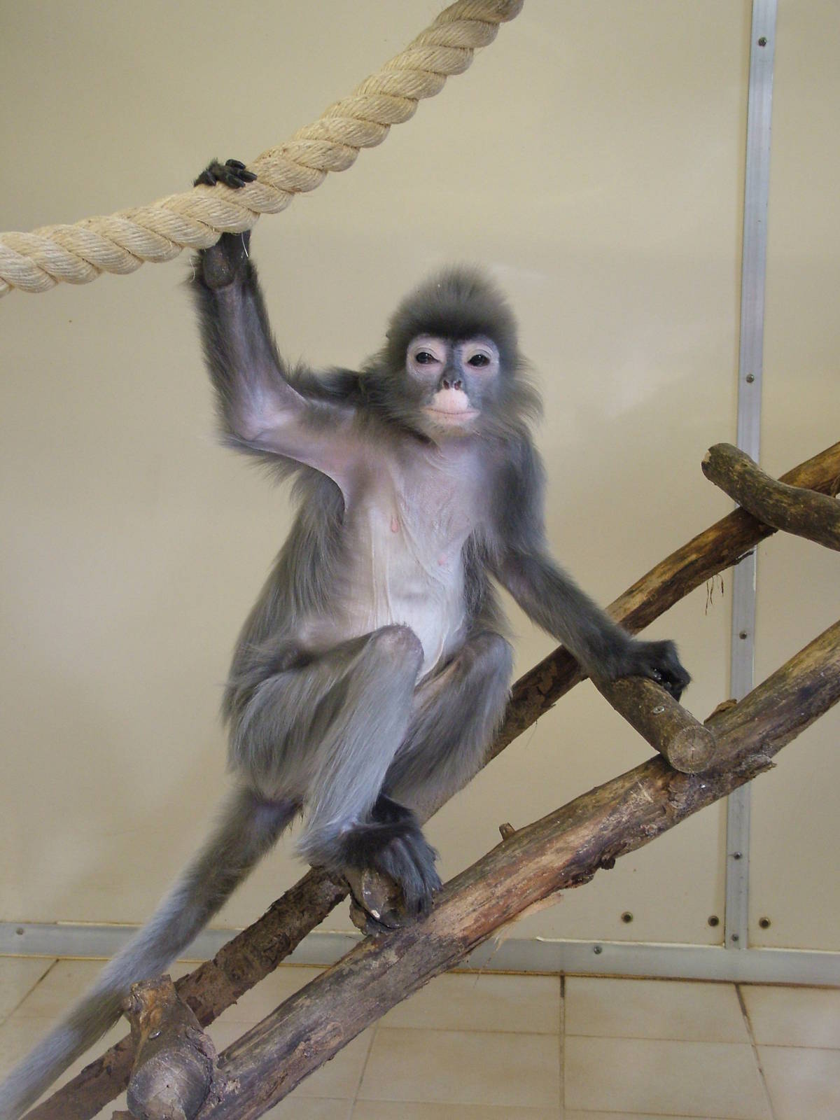 Phayre's Langur at Twycross 13/09/09