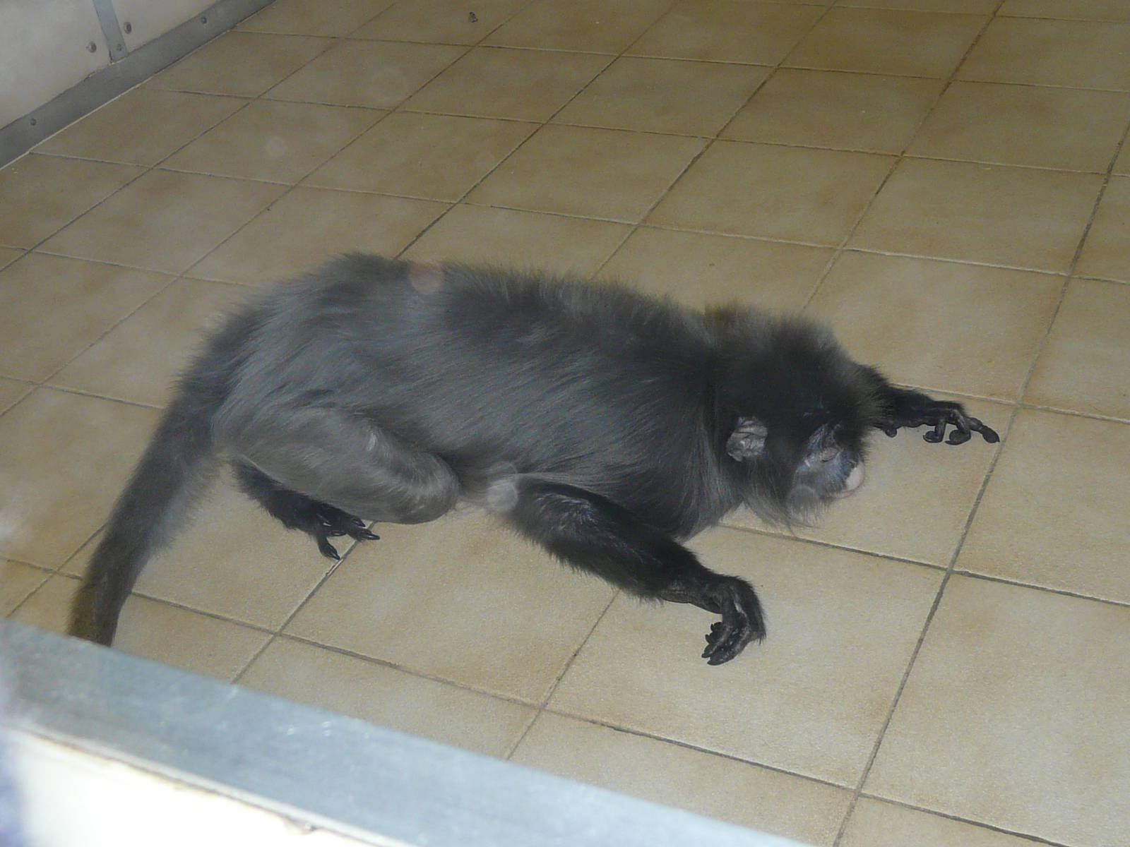 Phayre's Langur at Twycross Zoo