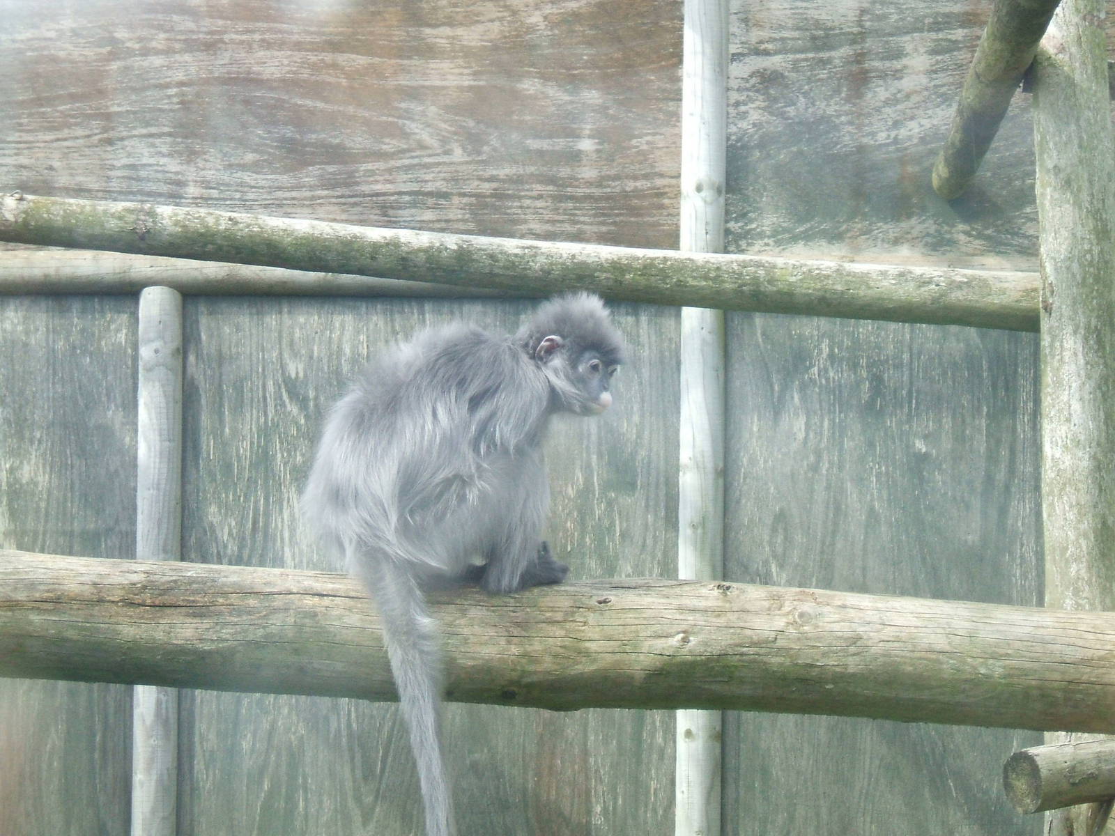 Phayre's Langur at Twycross