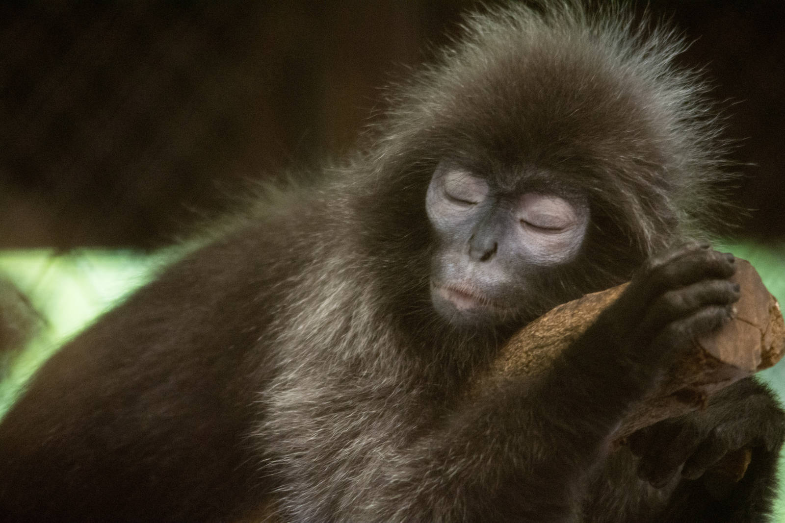 Phayre's Langur - Trachypithecus phayrei - Dusit Zoo 2014
