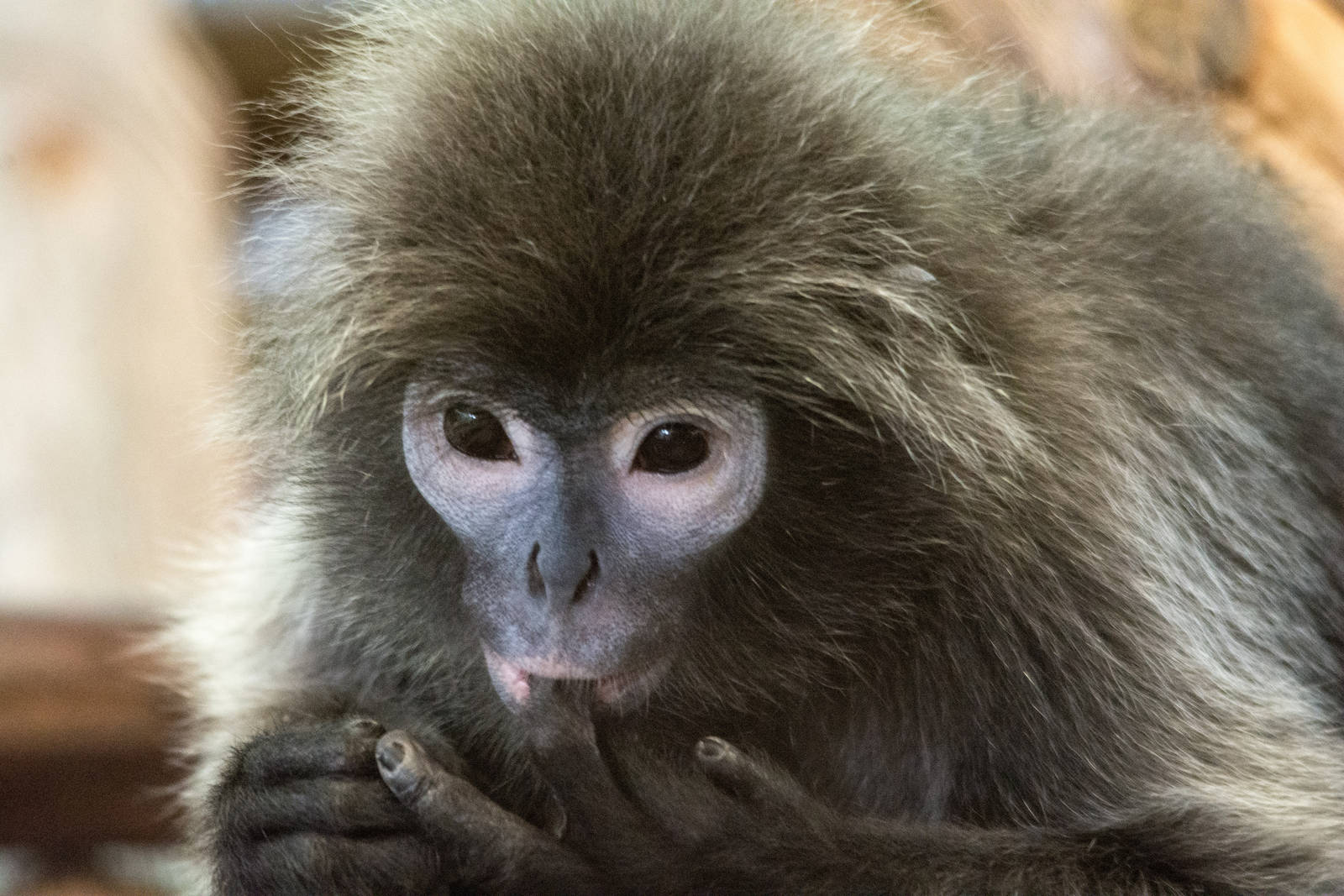 Phayre's Langur - Trachypithecus phayrei - Dusit Zoo 2014