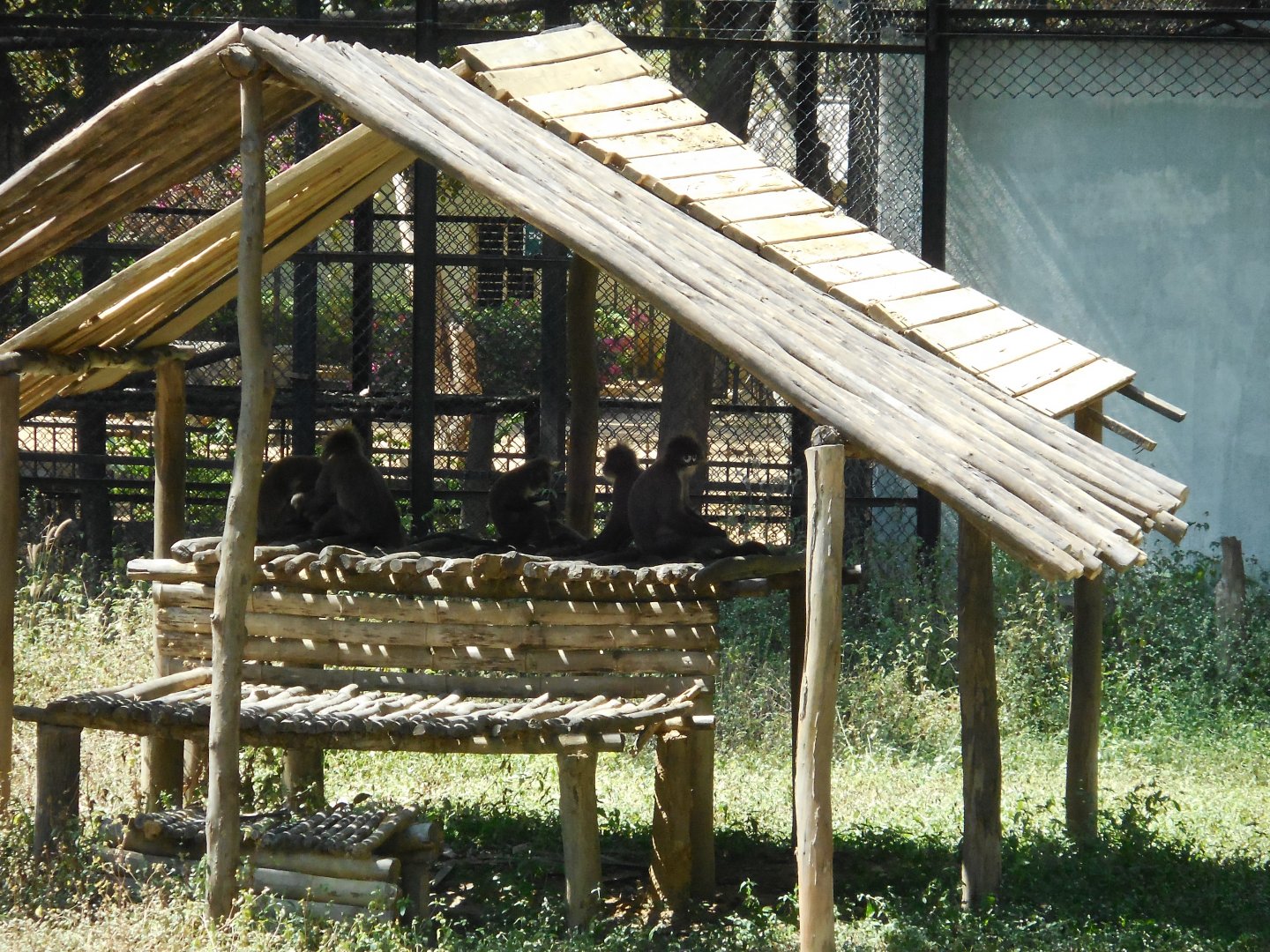 Phayre’s Langur (Trachypithecus phayrei)